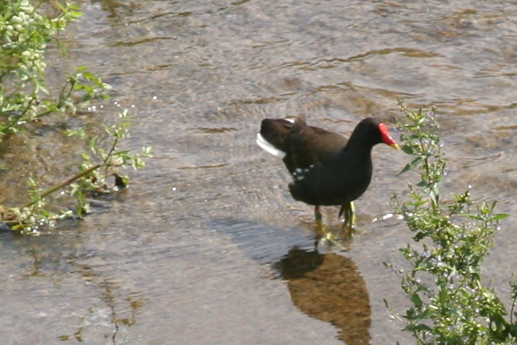 Gallinella d''acqua